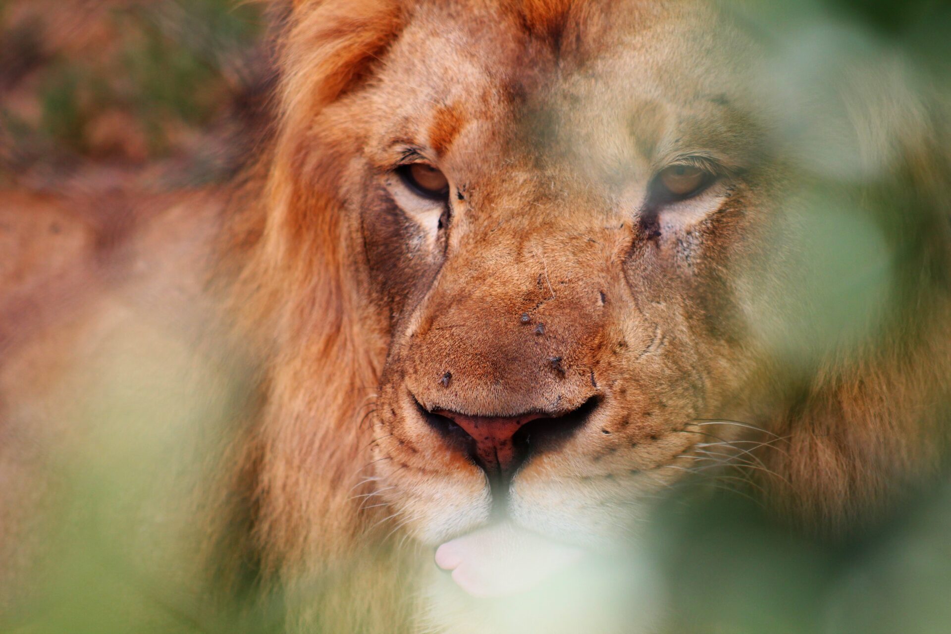 Lion resting